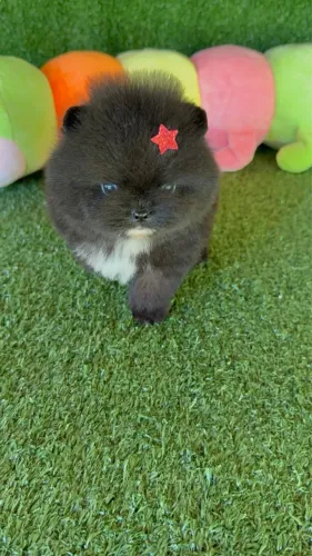 Lulu da pomerania anão pretinho ursinho