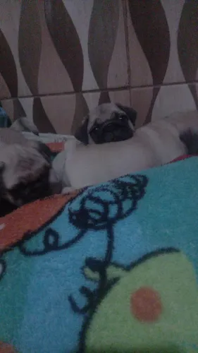 Lindos bb pug