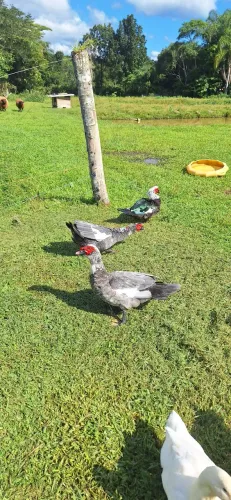 Pato adulto 