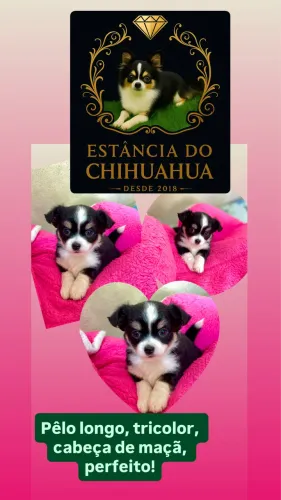 Filhote de Chihuahua machos pêlo longo e pêlo curto