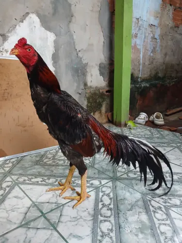 Galo carioca