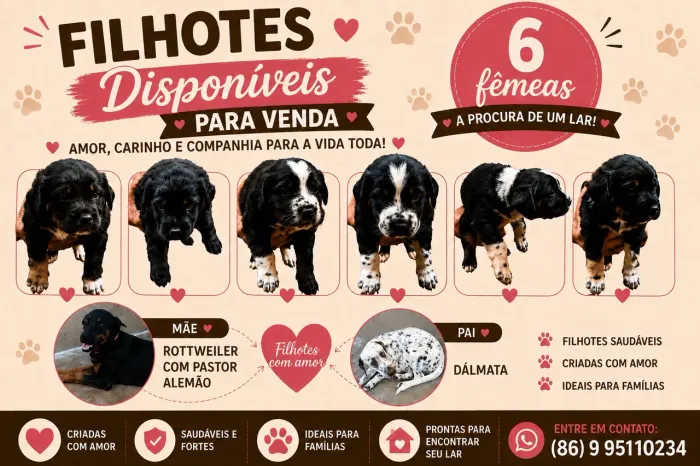 Filhotes Lindos - Pai Dálmata e Mãe Rottweiler com Pastor Alemão