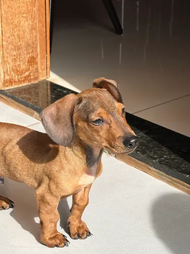 Dachshund macho 