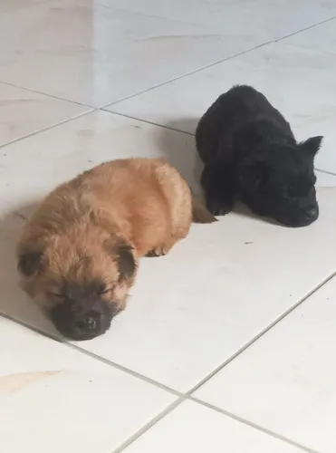 FILHOTES DE CHOW-CHOW