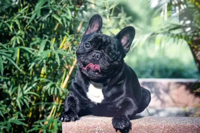 ? Ninhada de Bulldog Francês | Reserve Seu Novo Melhor Amigo
