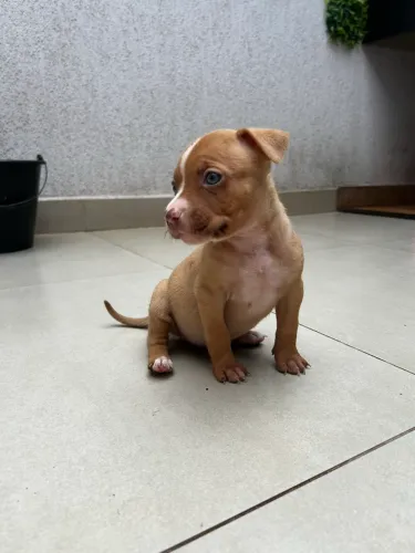 FILHOTE FÊMEA PIT MONSTER X RED NOSE ! PAI TEM PEDIGREE