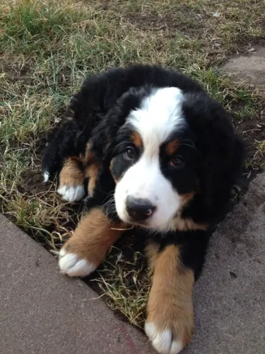 Filhotes de Bernese | Filhotes que conquistam corações