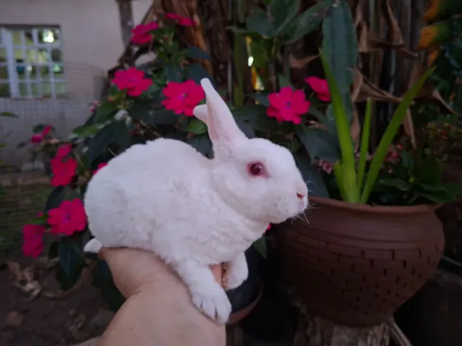 Coelha Mini Rex