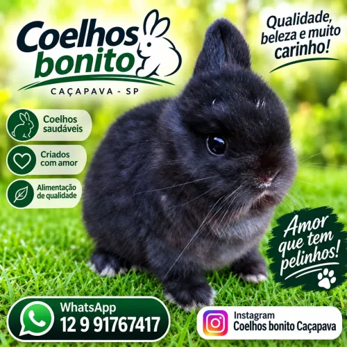 Coelho anão padrão show raça Netherland Dwarf