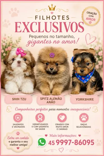 Shihtzu mini, yorkshire micro, Spitz alemão anão