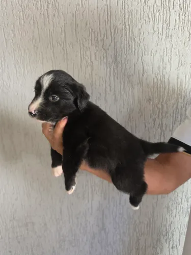 Filhotes Border Collie 