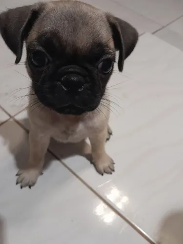 Pug fêmea 