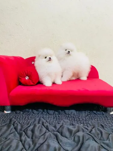 Spitz alemão anão linhagem russa