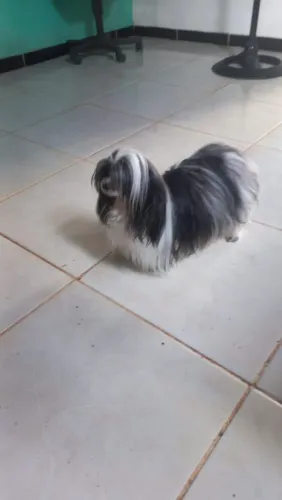 Filhote de Yukio chiee