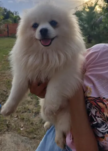 Spitz Alemão Macho com 1 ano
