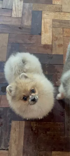 Spitz alemão anão creme merle (lulu da pomerania)