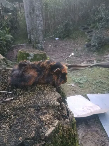Porquinho da índia 