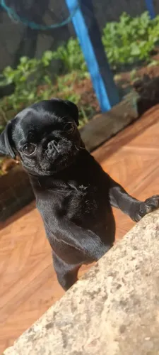 Vendo pug micro fêmea