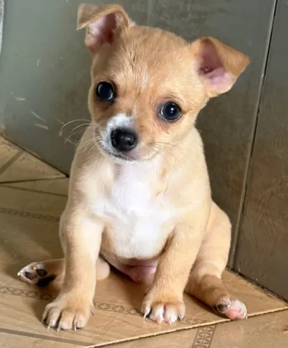 Chihuahua macho 45 dias