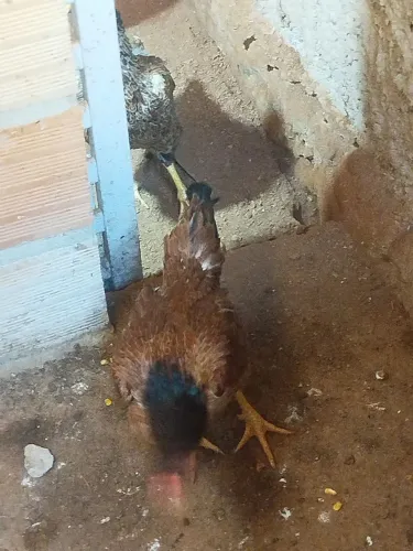 Galinha 