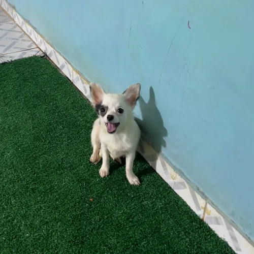  chihuahua fêmeas