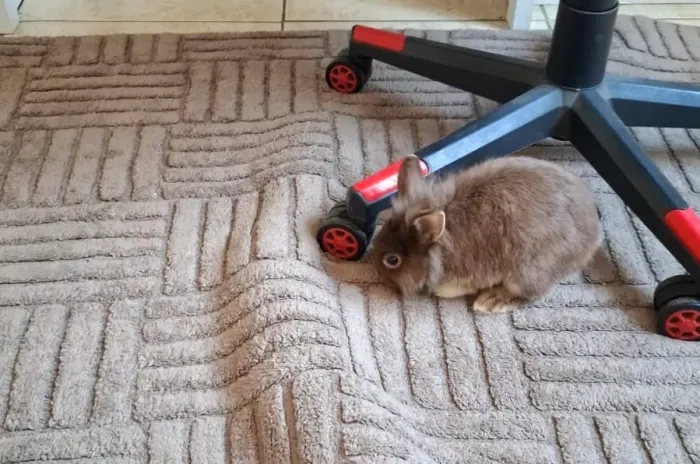 Coelho mini lion