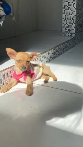 Pinscher 0