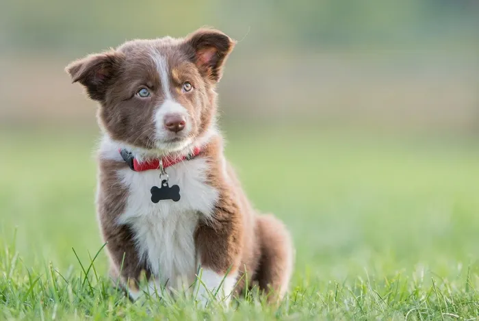 Borde collie