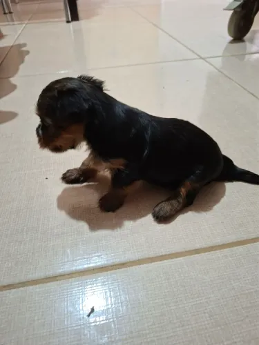 Vendo filhote fêmea de Yorkshire Terrier