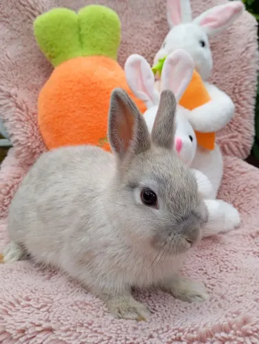 Anão Netherland Dwarf 