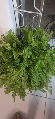 Plantas samabaia 45,00