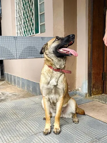 Cadela da raça Pastor de Milinois linda 1 ano