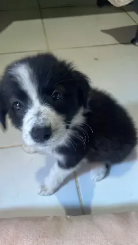 Filhote de Border Collie Fêmea - Linda, Saudável e Muito Carinhosa