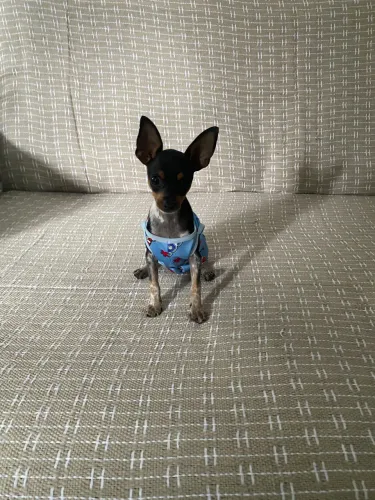Cachorro 