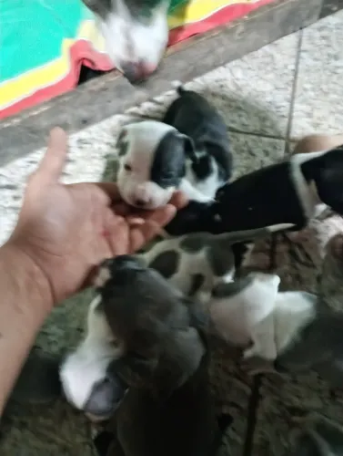 Filhote de pitmonst tem tem 7disponíveis 