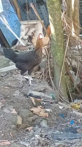 Vendo