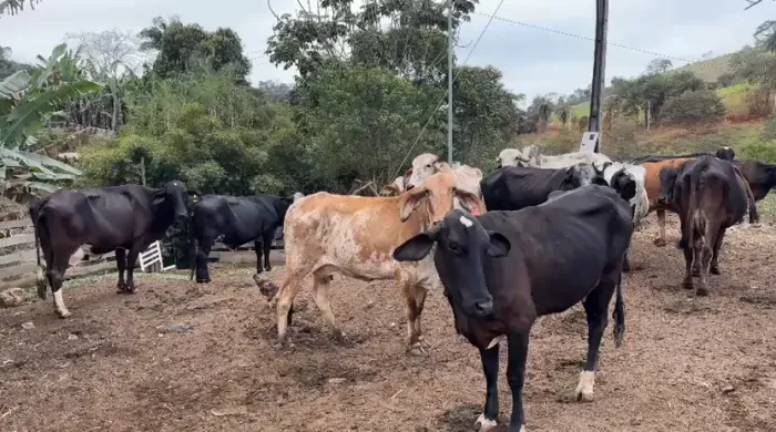 20 Vacas de Leite Paridas Com Bezerros no Pé Girolandas e Jerseys Leiteras e Vaca Solteira