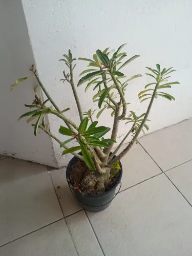 Plantas