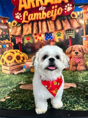 Cachorro dócil 