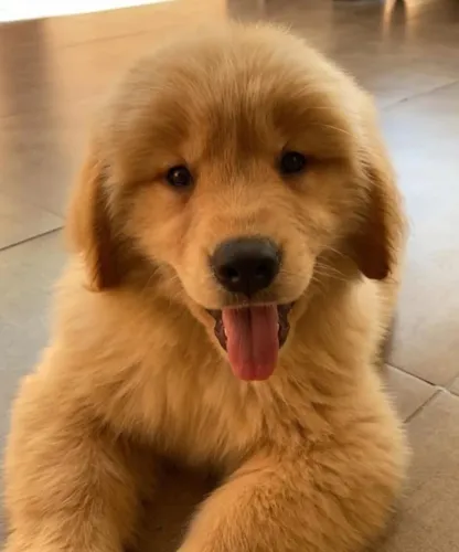 Filhotes de Golden Retriever | Uma companhia para deixar tudo melhor!