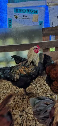 Galos Lindos