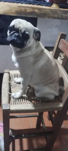 Pug fêmea 