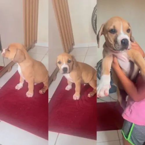 Filhote de Pitbull macho