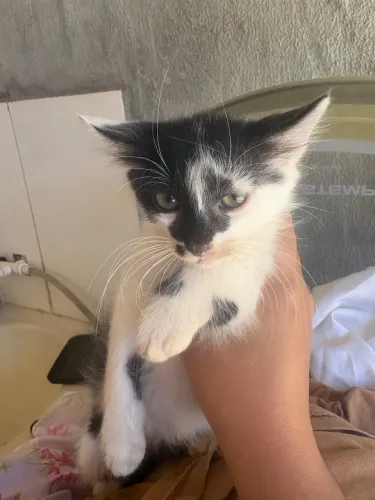 Doação de gatinhos
