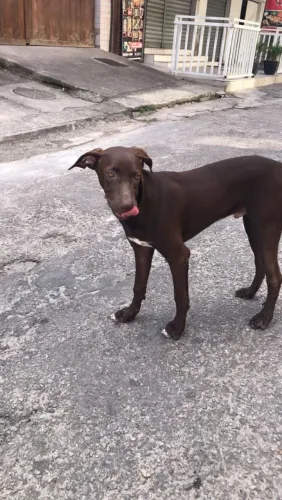 Doação de cachorro labrador 