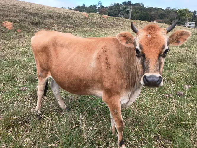 Vacas leia descrição