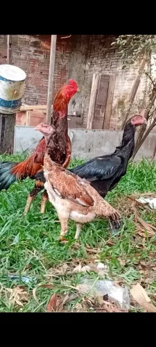 Galos