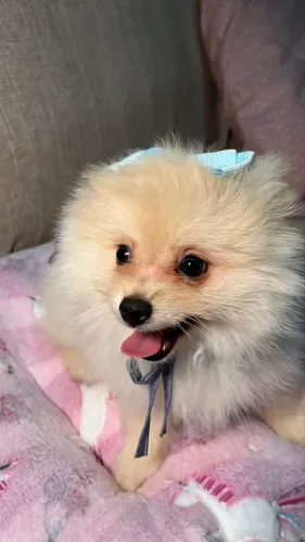 Lulu da Pomeranea