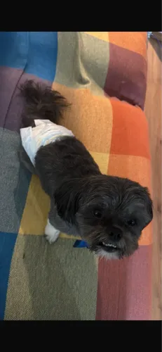 Shi Tzu para adoção responsável