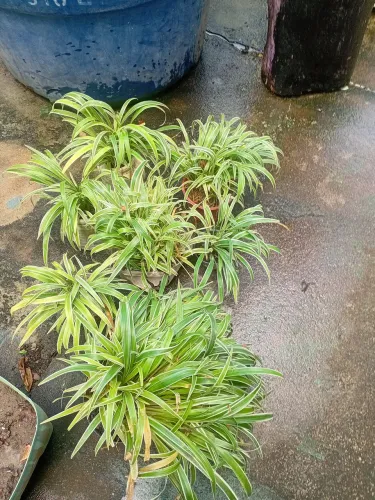 Plantas todas por 60,00